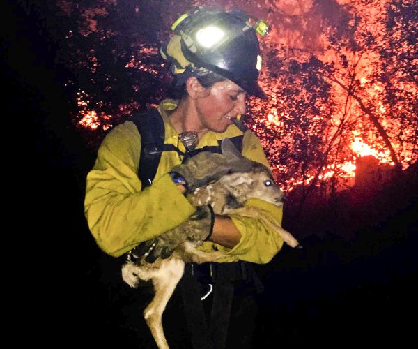 Arizona Baby Deer Saved From Wildfire by Firefighters