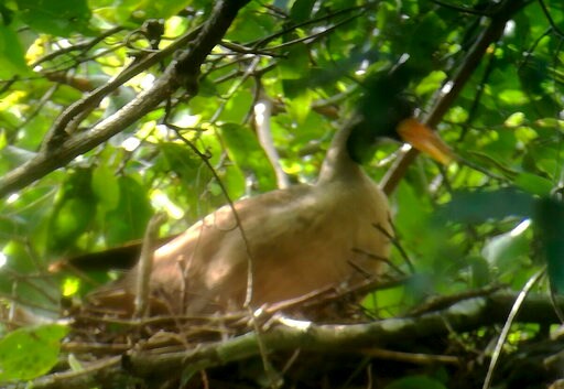Researchers in Cambodia Find Nest of Rare Riverine Bird