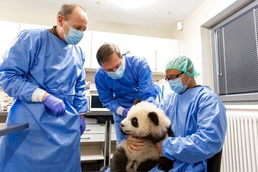 Berlin Zoo Prepares Panda Cubs for Their Big Day out
