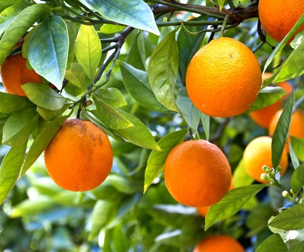 Florida Orange Crop Seen Plunging to 71-Year Low After Irma