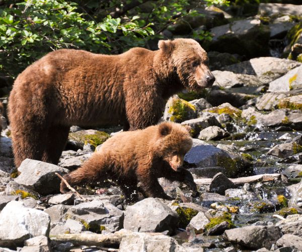 Grizzly Cub Killed in Apparent Hit-and-Run in Grand Teton National Park