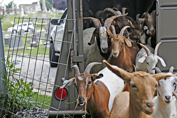 Congressional Cemetery Solving Vegetation Problem With Weed-Eating Goats