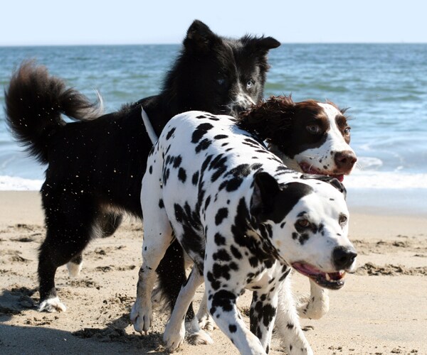 dogs running on a beach