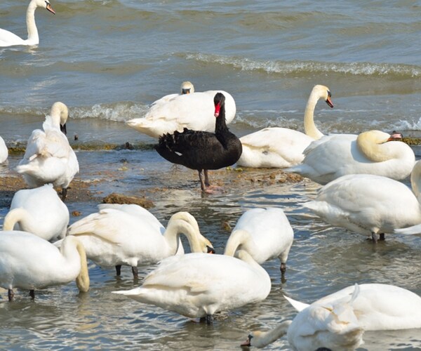 Where Have All the Black Swans Gone?
