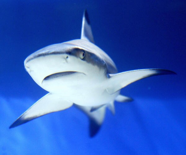 Doctor Punches Shark to Escape Attack in Australia