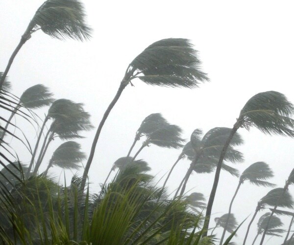 palm trees in tropical storm