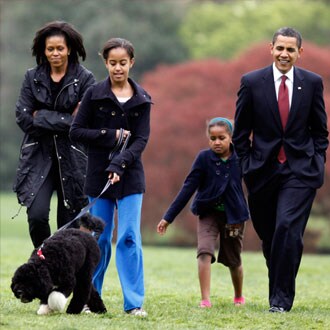 Spurning shelter dogs