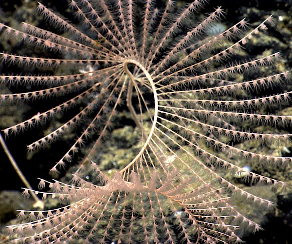 Atlantic Ocean National Monument Created Off Cape Cod