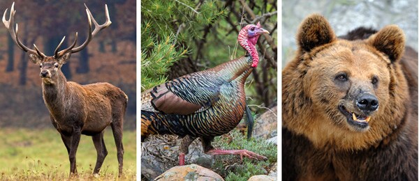 Hunting in Virginia: Top Spots for Hunting in the Old Dominion State