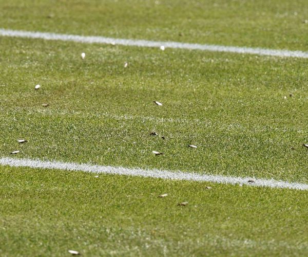 Wimbledon: Flying Ants Invade Swarm Players, Viewers at Tournament
