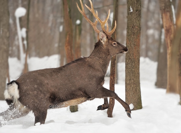 Hunting in Tennessee: 3 Animals to Hunt in the Winter