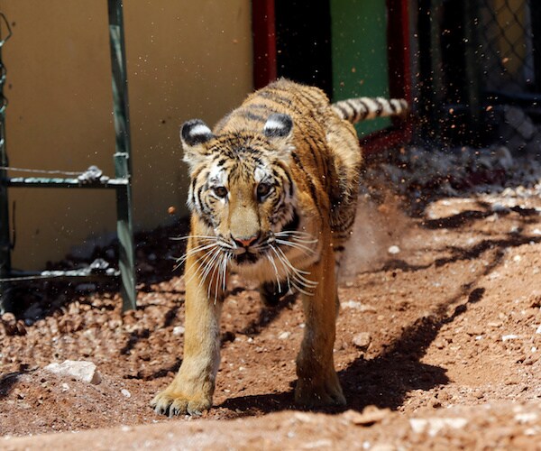 Aleppo Tigers Settle Into New Dutch Home