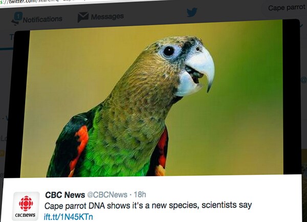 Cape Parrot DNA New Species? Study Finds Bird Could Be in Its Own Group