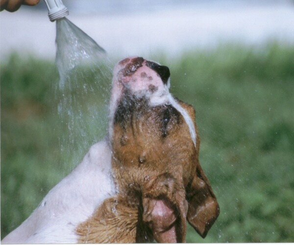 a boxer enjoying being sprayed with hose on a hot summer day