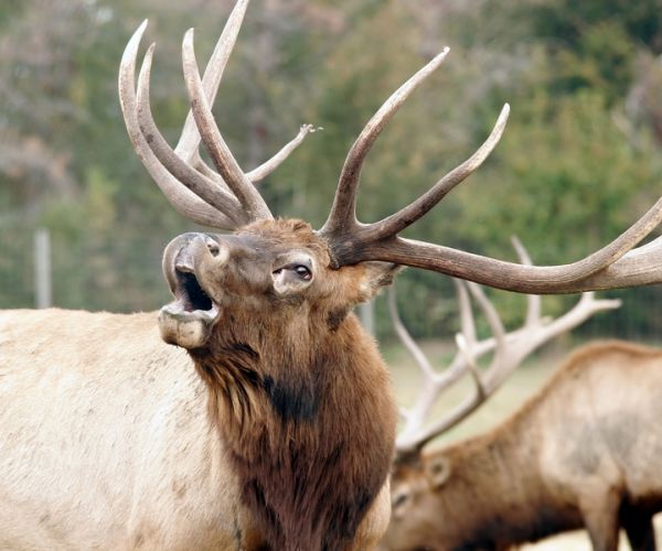 South Carolina Elk Sighting Is First in Two Centuries