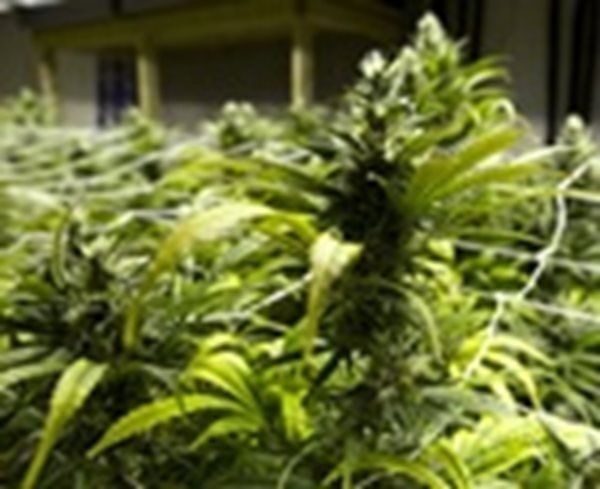 Marijuana Use Doubles in US in a Decade