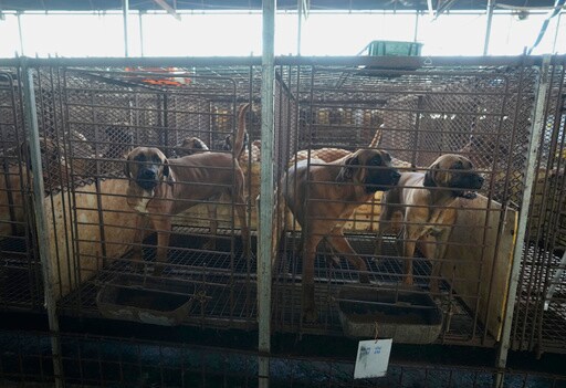 South Korea Publishes Compensation Plan for Dog Meat Farmers Ahead of 2027 Ban