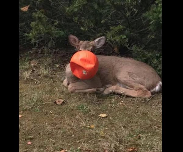 Deer Stuck in Plastic Pumpkin Freed by Neighbors