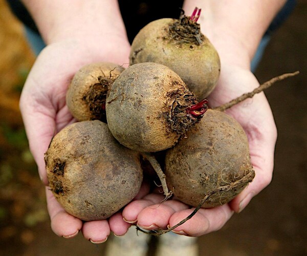 a woman holds half a dozen beetroot vegetables in both of her hands
