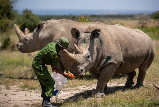 Virus Stalls Work to Keep Alive a Rare Rhino Subspecies