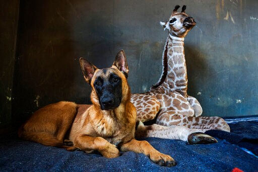 Dog Befriends Baby Giraffe after Abandoned in South Africa
