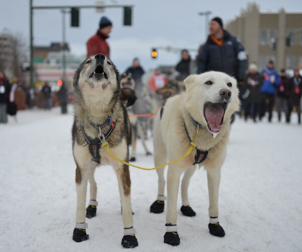 Iditarod 2018 Kicks off in Alaska as Mushers Hit the Snowy Trail