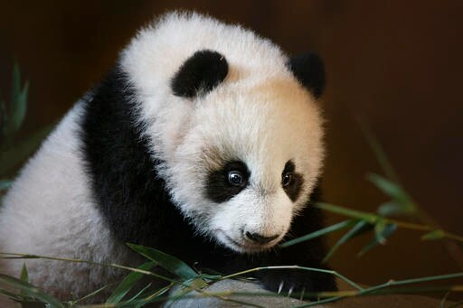 Madrid Zoo Names Latest Panda Bear Chulina, or Cutey