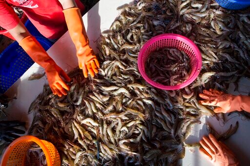 ILO Says Working Conditions Improve in Thai Seafood Sector