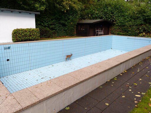 Germany: Hunter Helps Free Deer from Swimming Pool