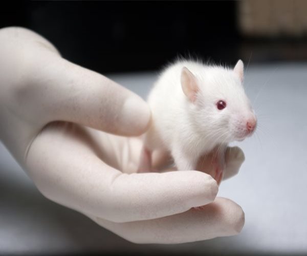 a medical technicians' hand holding a white mouse