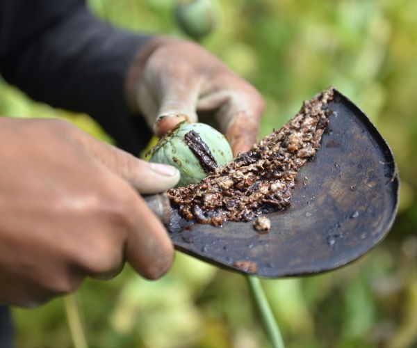 Surge in Afghan Opium Production Amid Coronavirus Pandemic