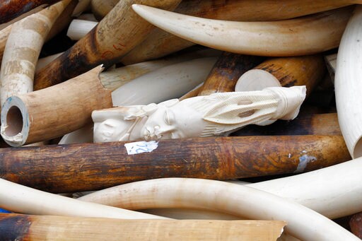 Britain to Ban Ivory Sales to Stamp out 'abhorrent' Trade