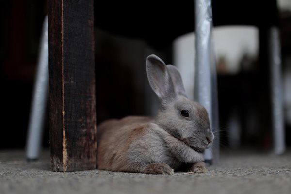 Let Them Eat Rabbits, Maduro Says of Hungry Venezuelans