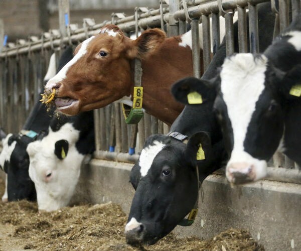 Dairy Plants Dumping Unused Milk as Demand Dries