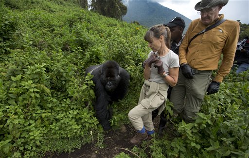 Rwanda: Tourists Marvel at Gorillas Whose Numbers Are Rising
