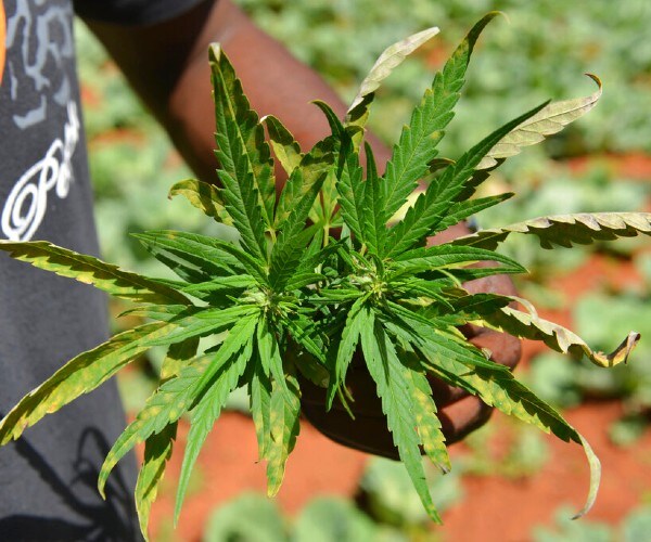 a marijuana plant is held up after being picked in full bloom