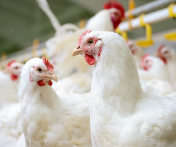 Massachusetts Officials Issue Bird Flu Warning