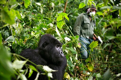 Africa's Mountain Gorillas Also at Risk from Coronavirus