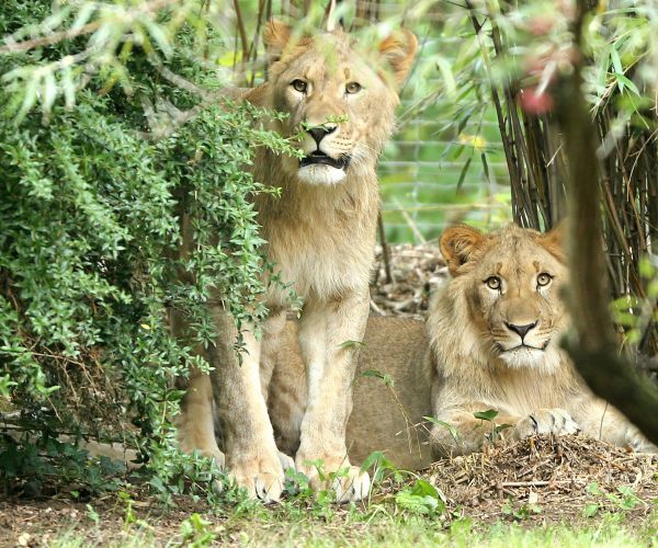 Lions at Leipzig Zoo Escape Enclosure, 1 Shot Dead