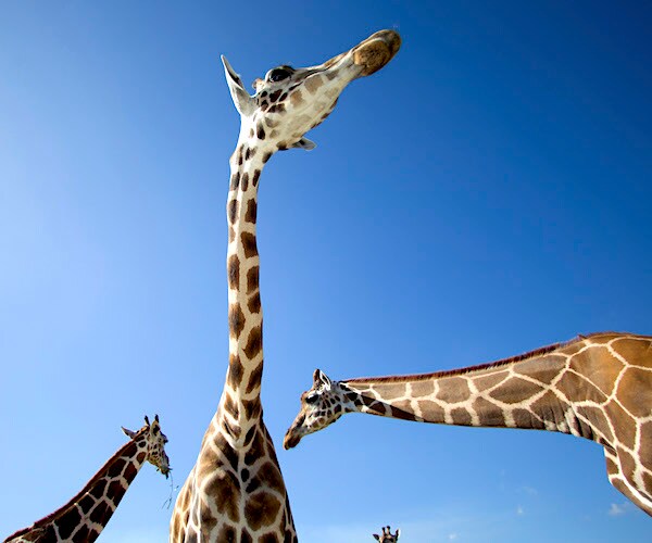 mature giraffes check cars for treats at Lion Country Safari in West Palm Beach, Florida.