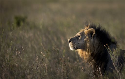 Official Says Lion Injures 1 after Straying from Kenya Park