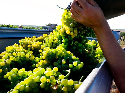 In Scorching Summer, Germany Launches Earliest Grape Harvest