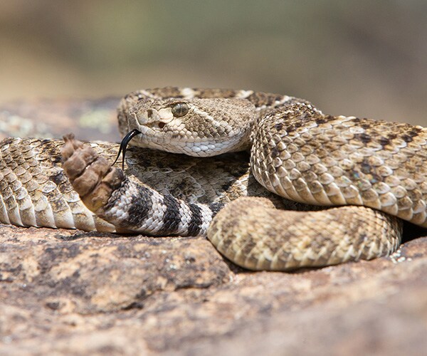 Bobcat-Rattlesnake Fight on Arizona Street, Go Viral