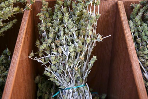 Looters Strip Greek Mountains of Wild Tea, Rare Plants