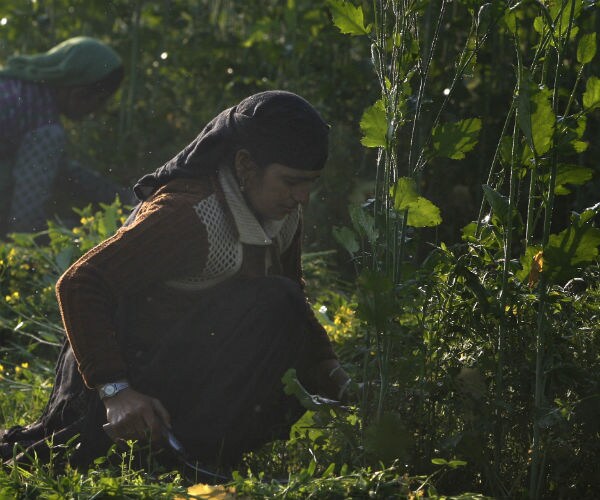 India's Monsoon Seen Stronger Than Usual as El Nino Weakens
