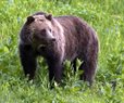 Hiker Injured By Bear at Yellowstone