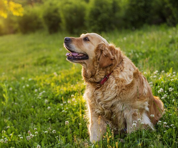 Golden Retriever Lifetime Study to Track Health