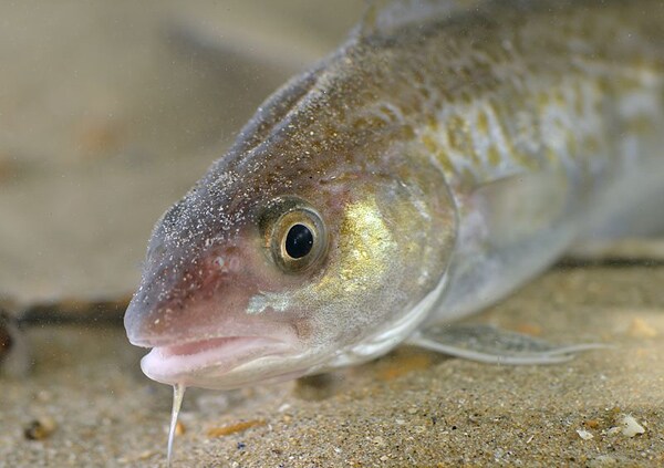 Northeast Cod Fishing Restricted Off New England for Six Months