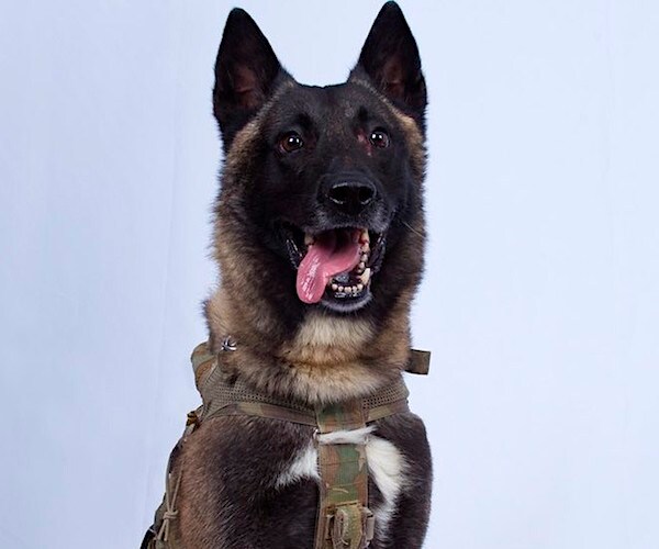 the military working dog that was injured tracking down a terrorist leader in syria