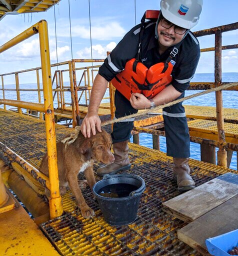 Dog Rescued While Swimming 220 Kilometers off Thailand